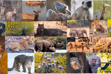 भारत में राष्ट्रीय उद्यान (National Parks)